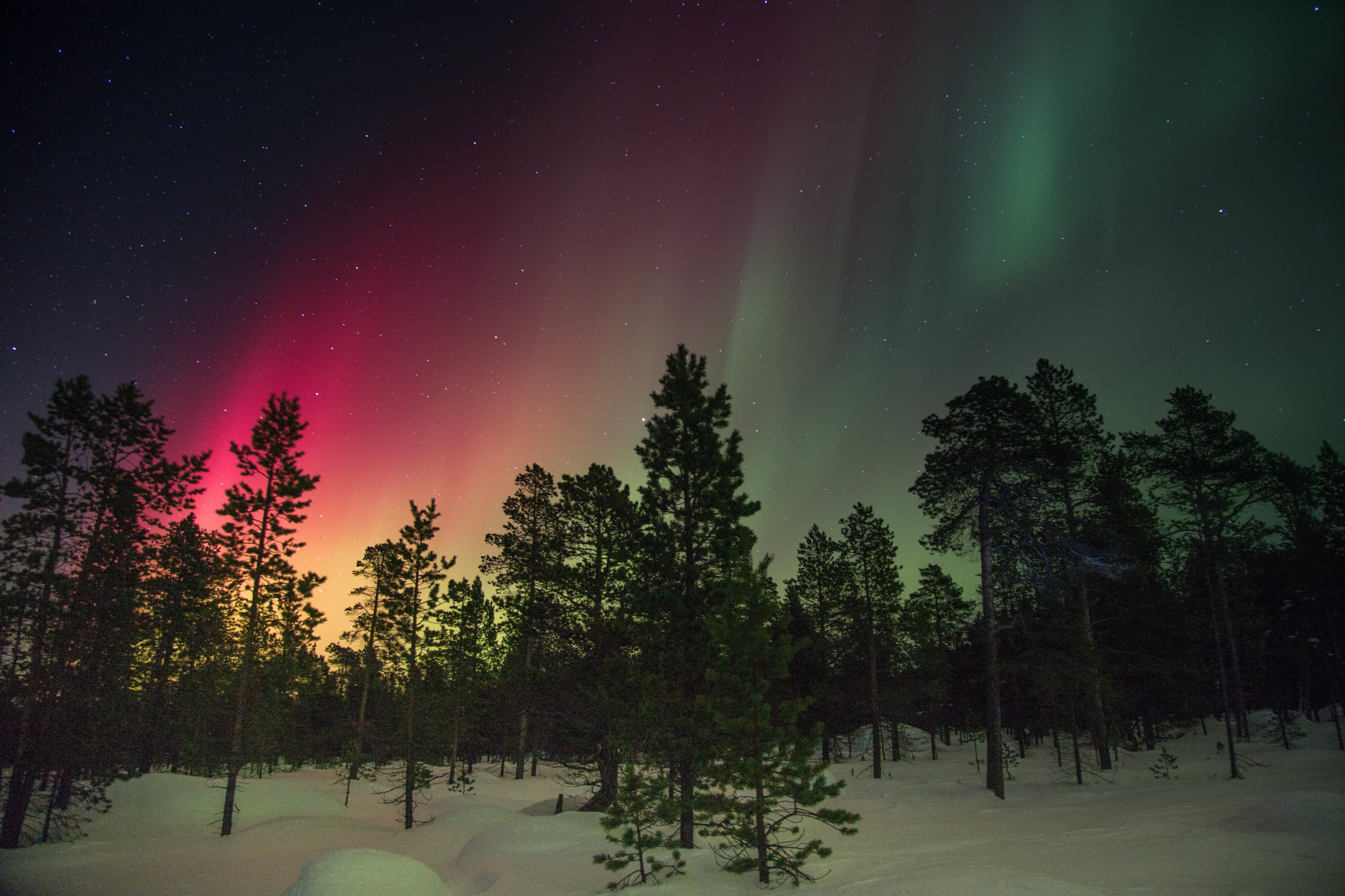 Aurora over the boreal forest
